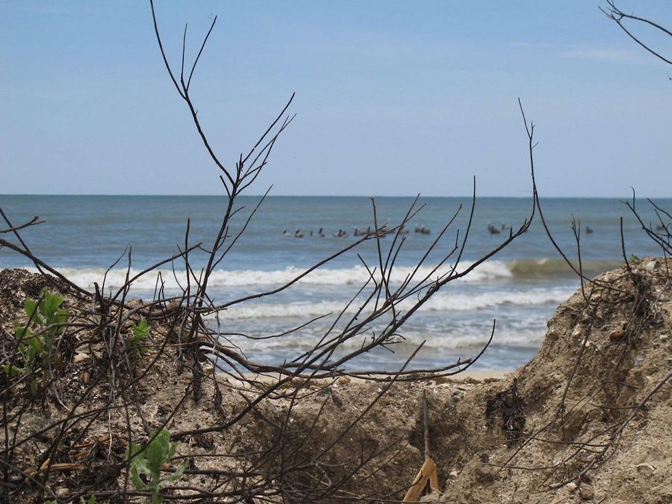 4 Katie Oxford seaweed April 2015 Sand latches on to it . . .