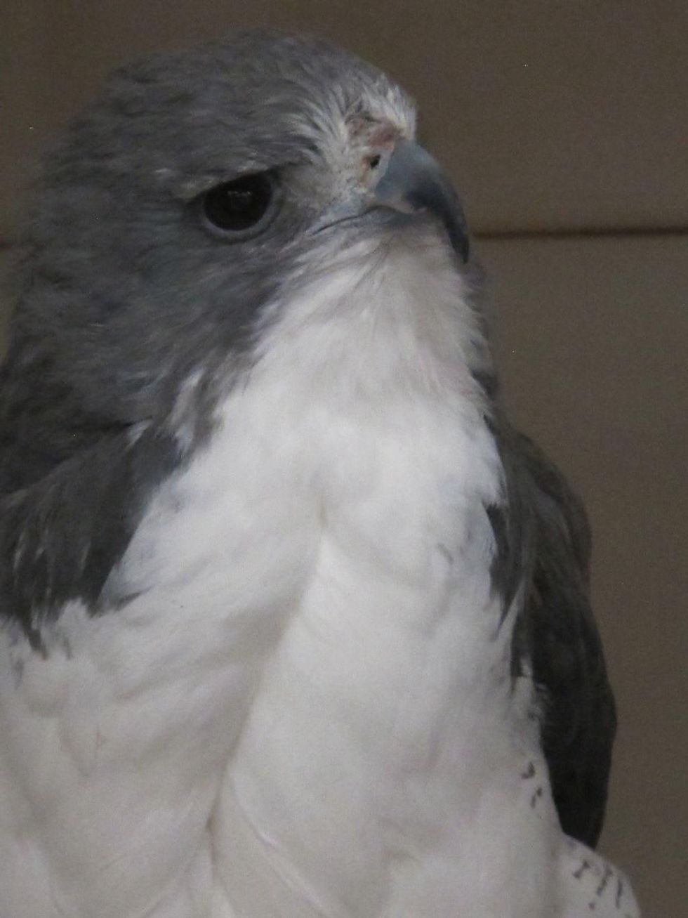 4. White-tailed hawk that was brought to the WCT because it had been electrocuted. Katie Oxford Wildlife Center of Texas December 2014