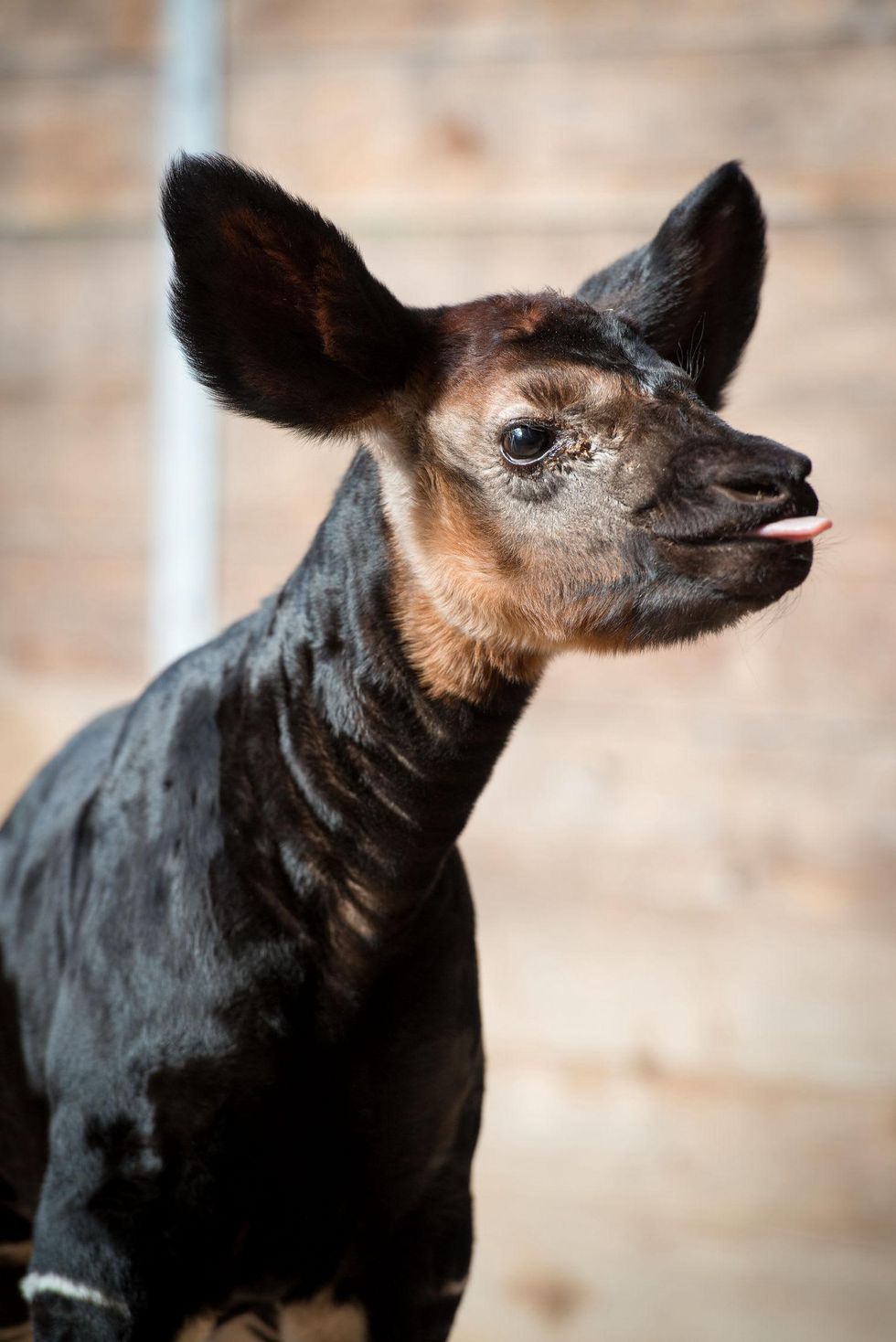 5 baby Okapi born at the Houston Zoo November 2014