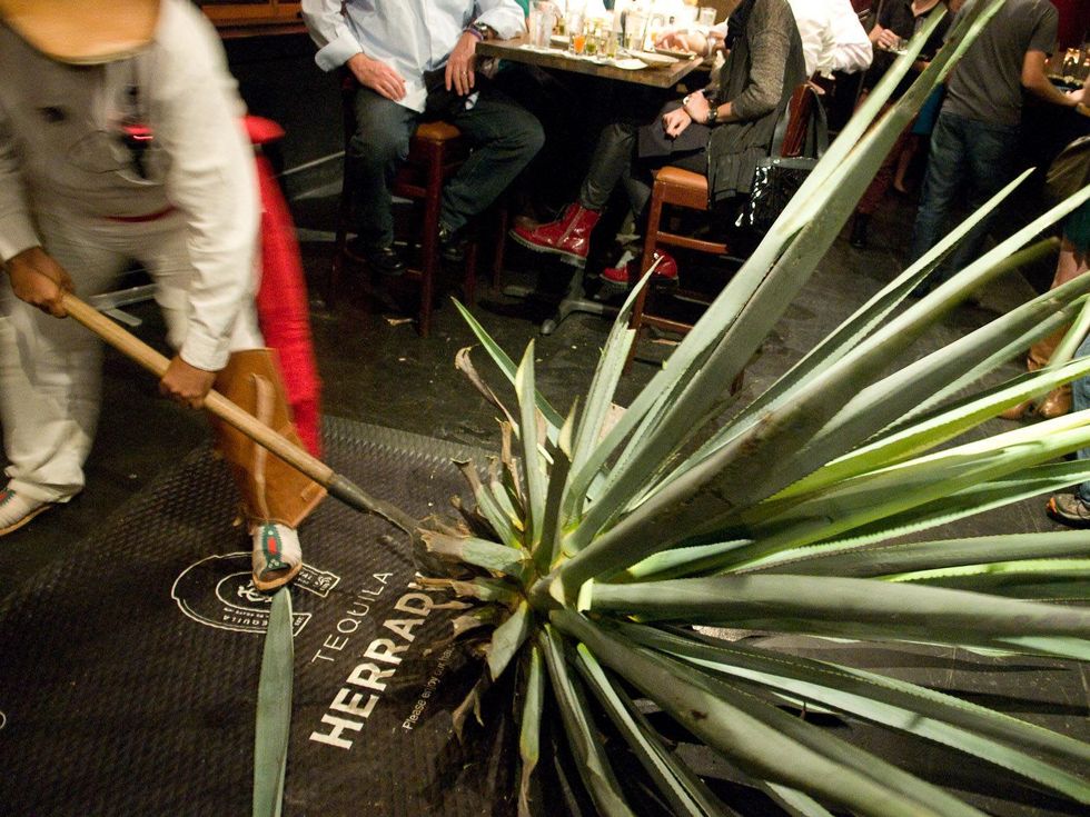 5 El Big Bad tasting October 2013 agave plant