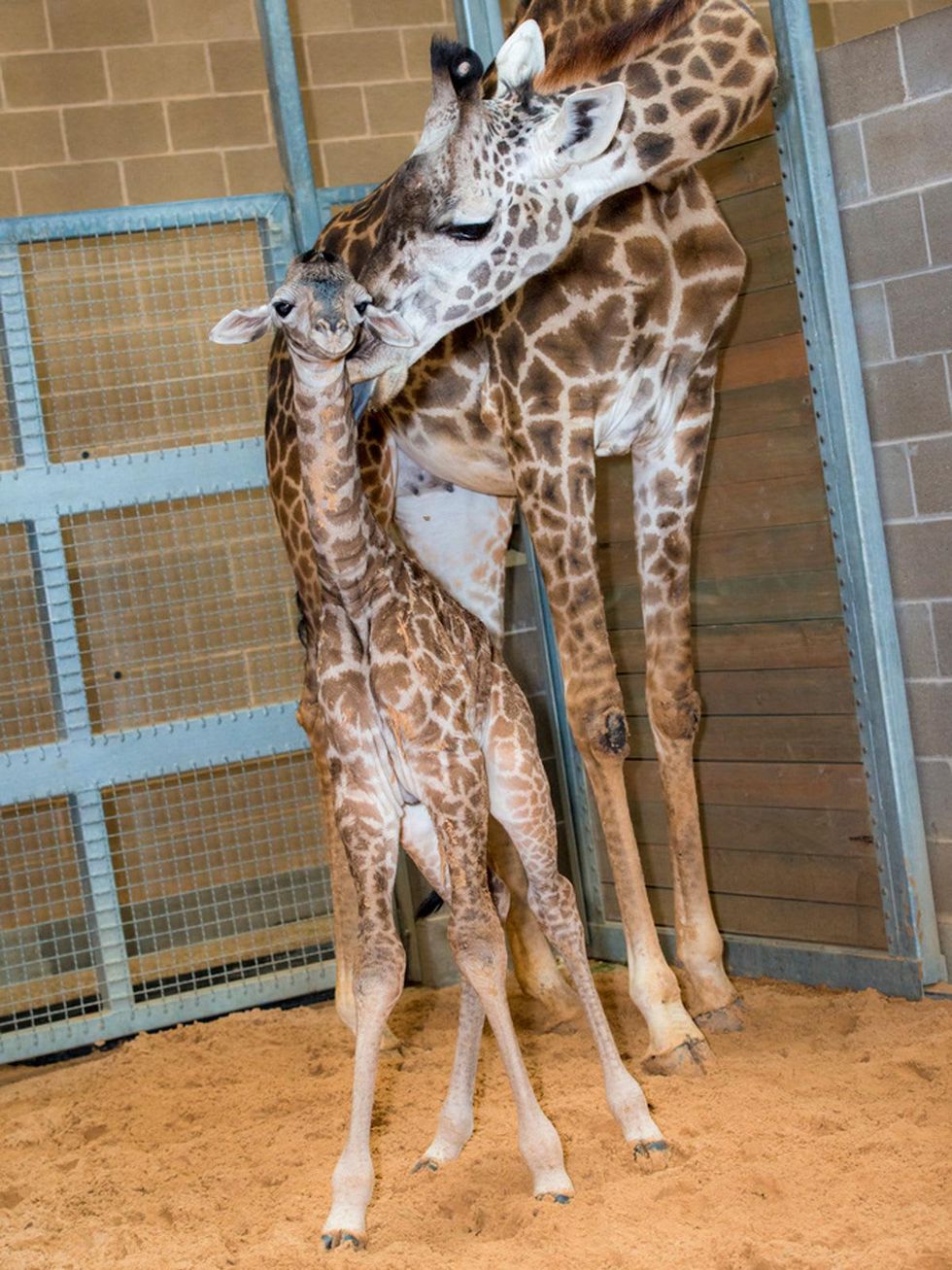 5 Houston Zoo Masai giraffe born to Tyra February 2014