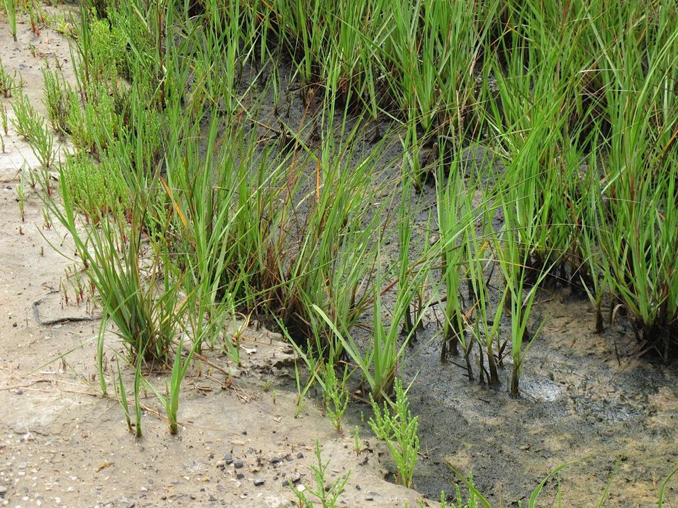 5 Katie Oxford Galveston birds and the oil spill April 2014 Ditch along nameless road - Bay side - Bolivar peninsula