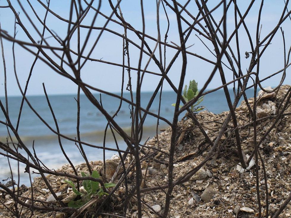 5 Katie Oxford seaweed April 2015 Plants latch on to it. . .\u201d