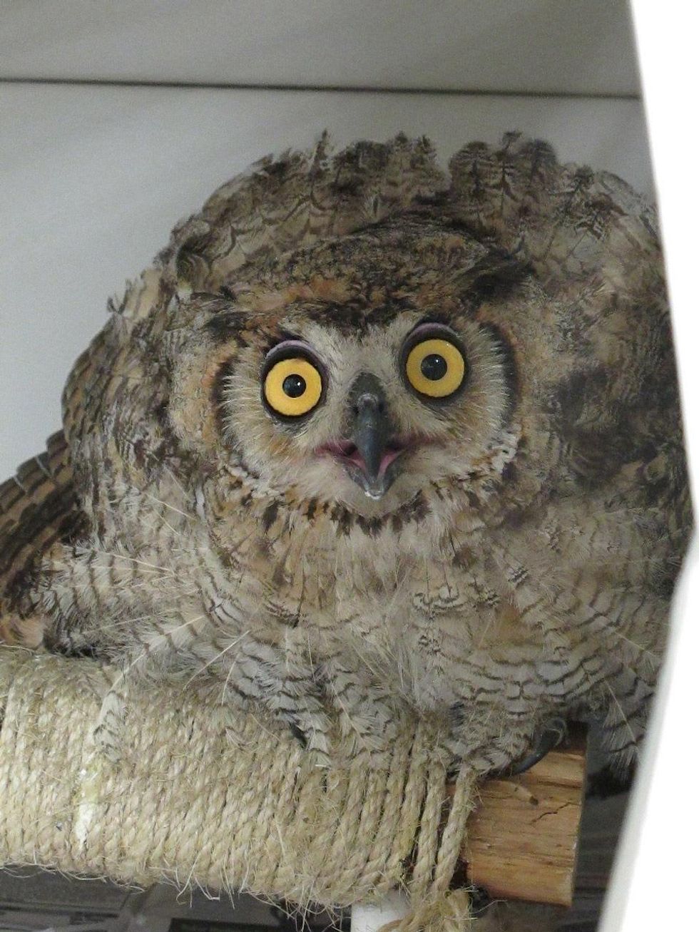 5 Katie Wildlife Center of Texas August 2013 Great Horned Owl