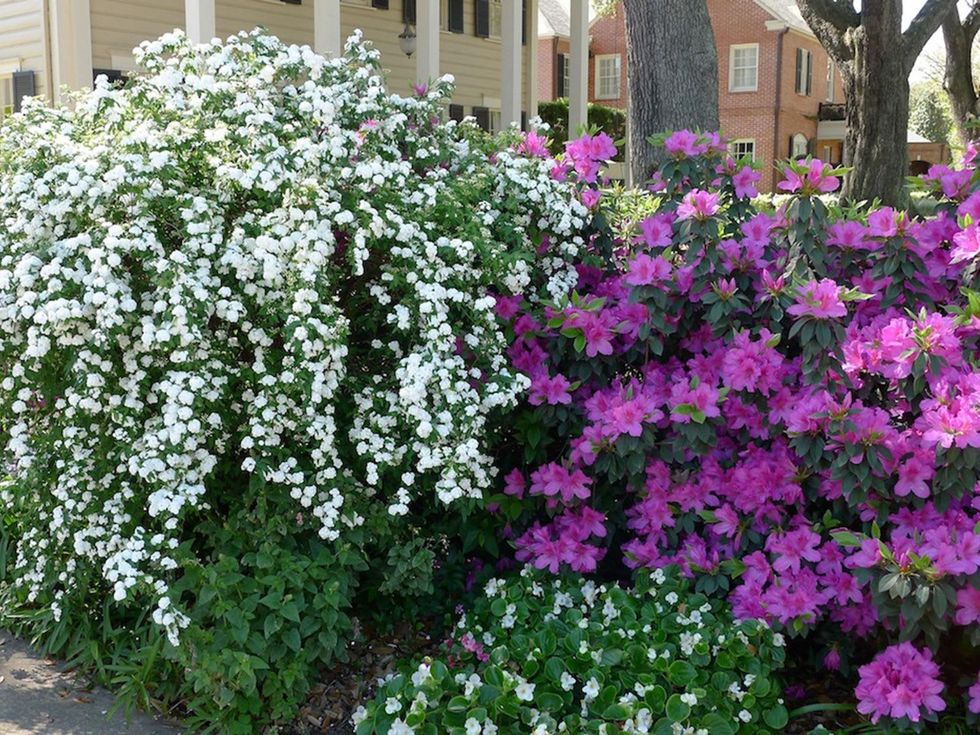 5 My yard during Azalea Trail March 2014