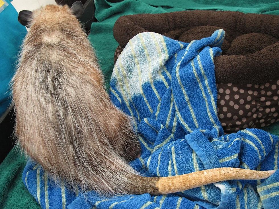 5. Virginia Opossum - blind in one eye Katie Oxford Wildlife Center of Texas December 2014