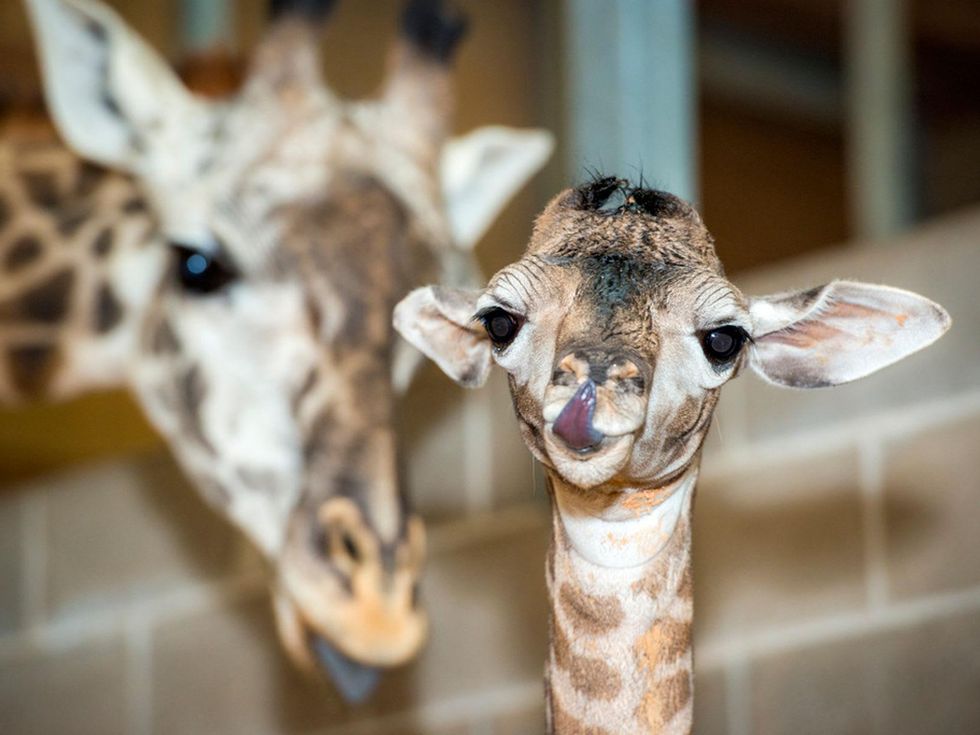 6 Houston Zoo Masai giraffe born to Tyra February 2014