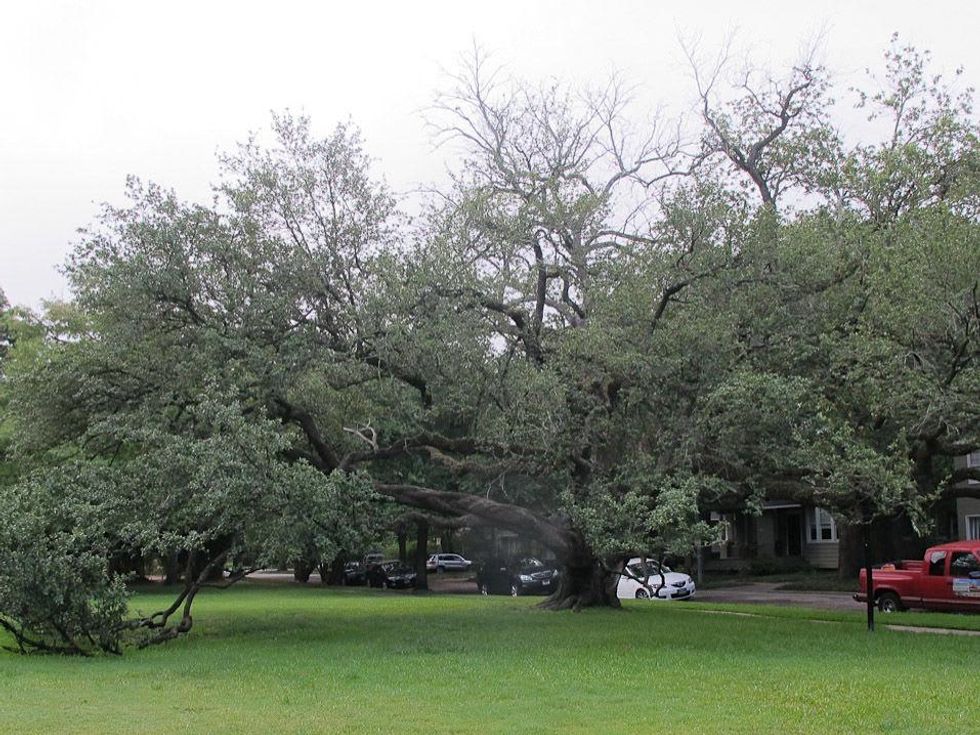 6 Katie live oak in Menil Park July 2013