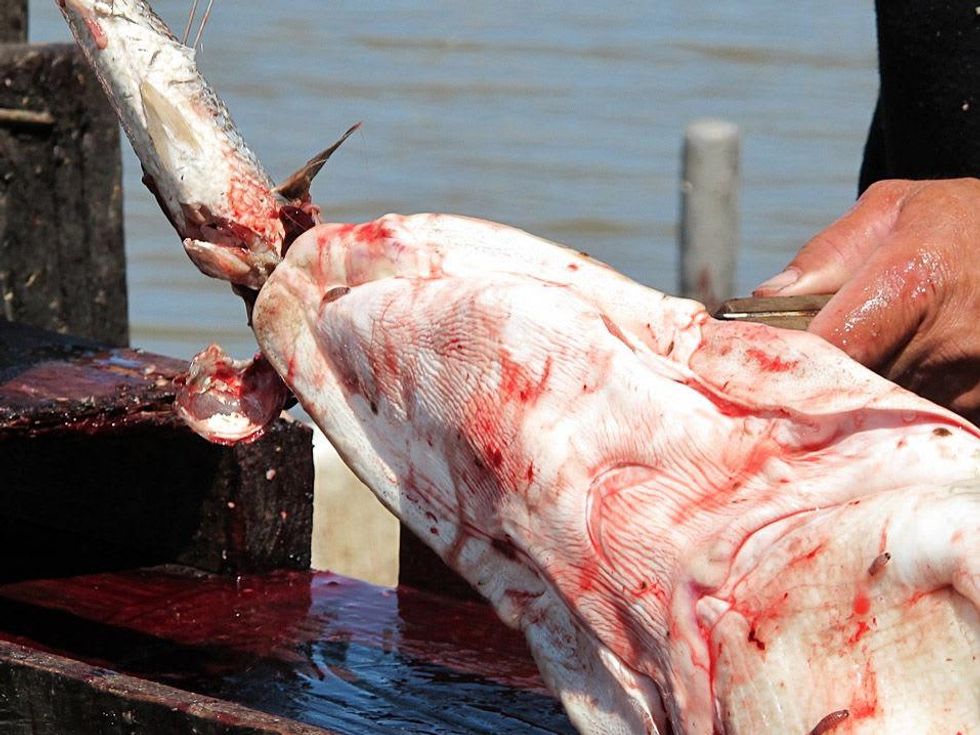 6 Katie Louisiana Revisited part 8 June 2013 Rickey Verrett Mullet, garfish and Rickey