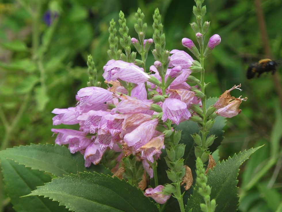 6. Katie Oxford Willem Kegge garden August 2014 Whenever I stop to appreciate Willem\u2019s work, I run into others, passing by to do the same thing.