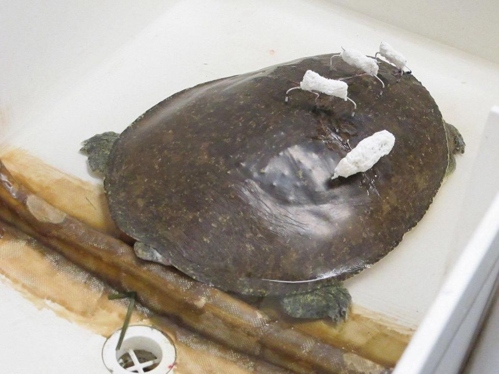 6 Katie Wildlife Center of Texas August 2013 Spiny softshell turtle that suffered a shell fracture