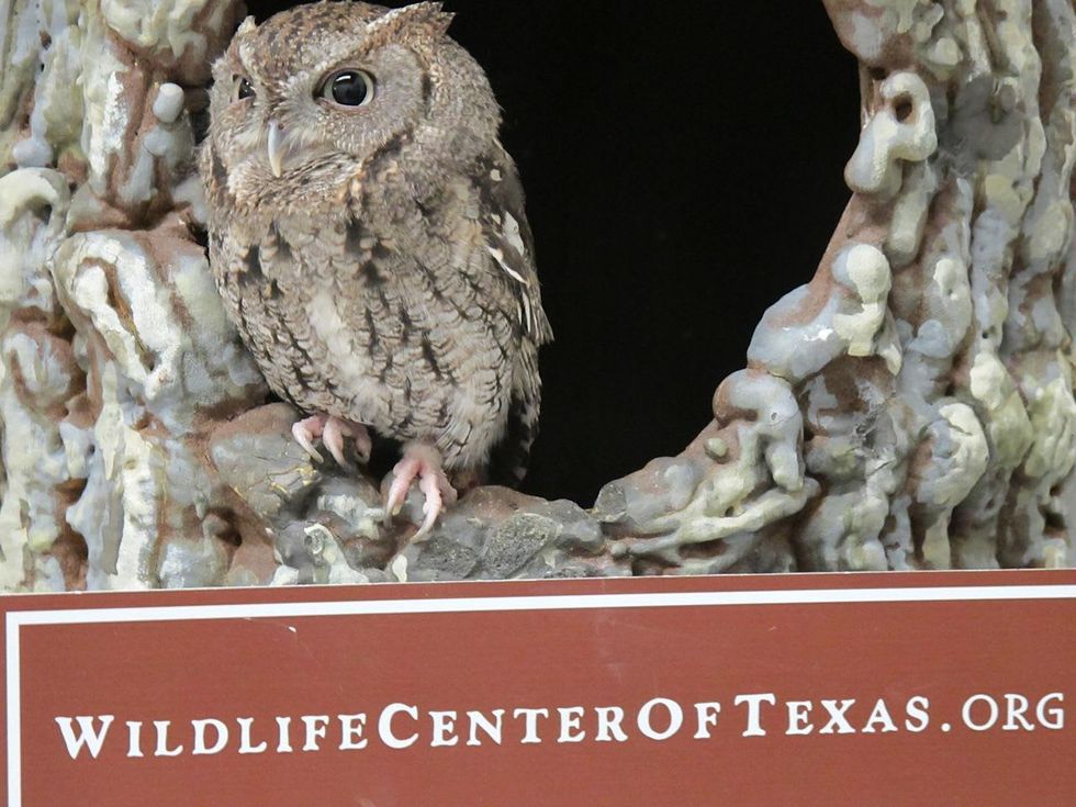 7. Eastern Screech Owl - Education Ambassador Katie Oxford Wildlife Center of Texas December 2014