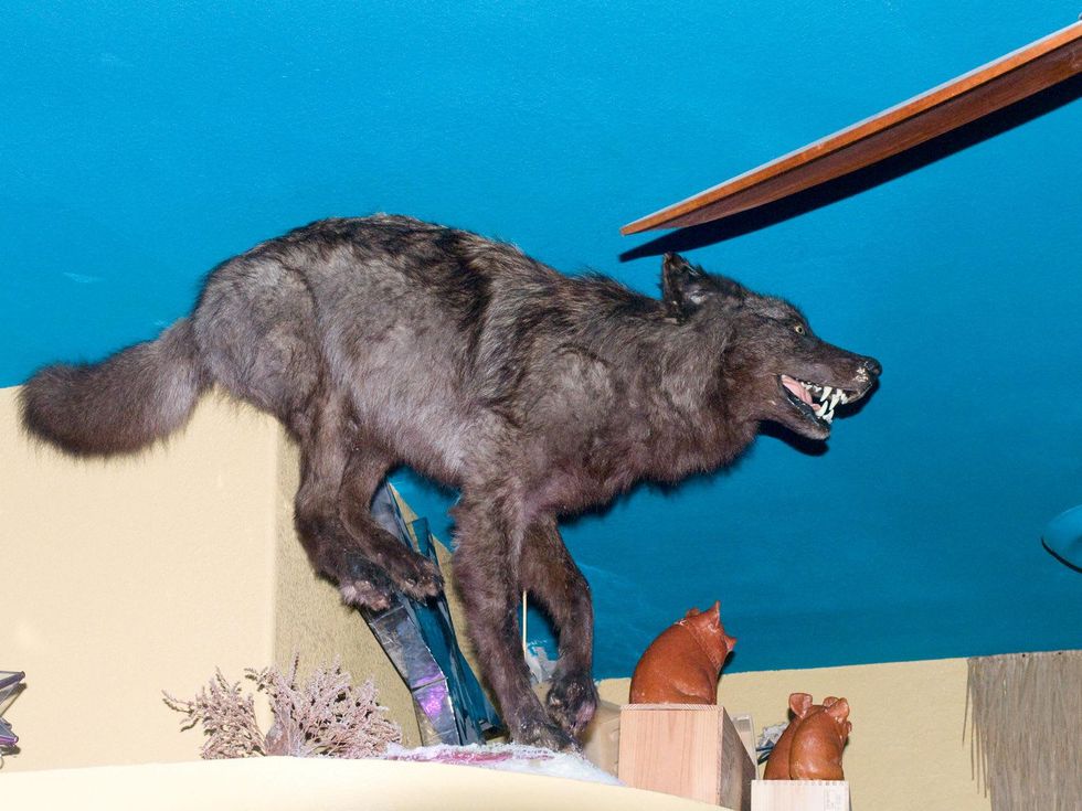 7 El Big Bad interior stuffed wolf or coyote