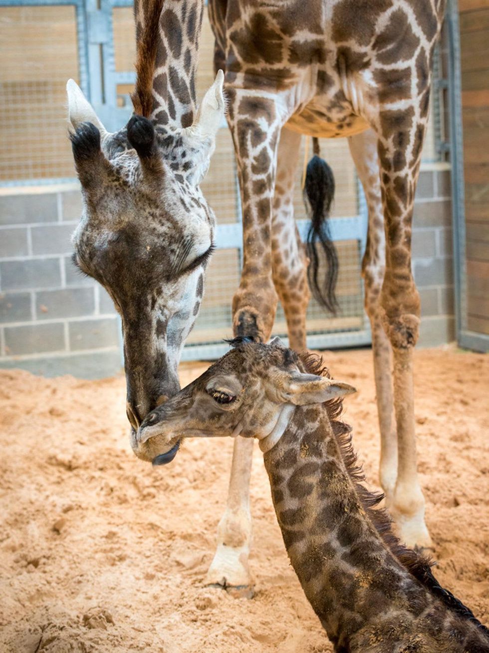 7 Houston Zoo Masai giraffe born to Tyra February 2014