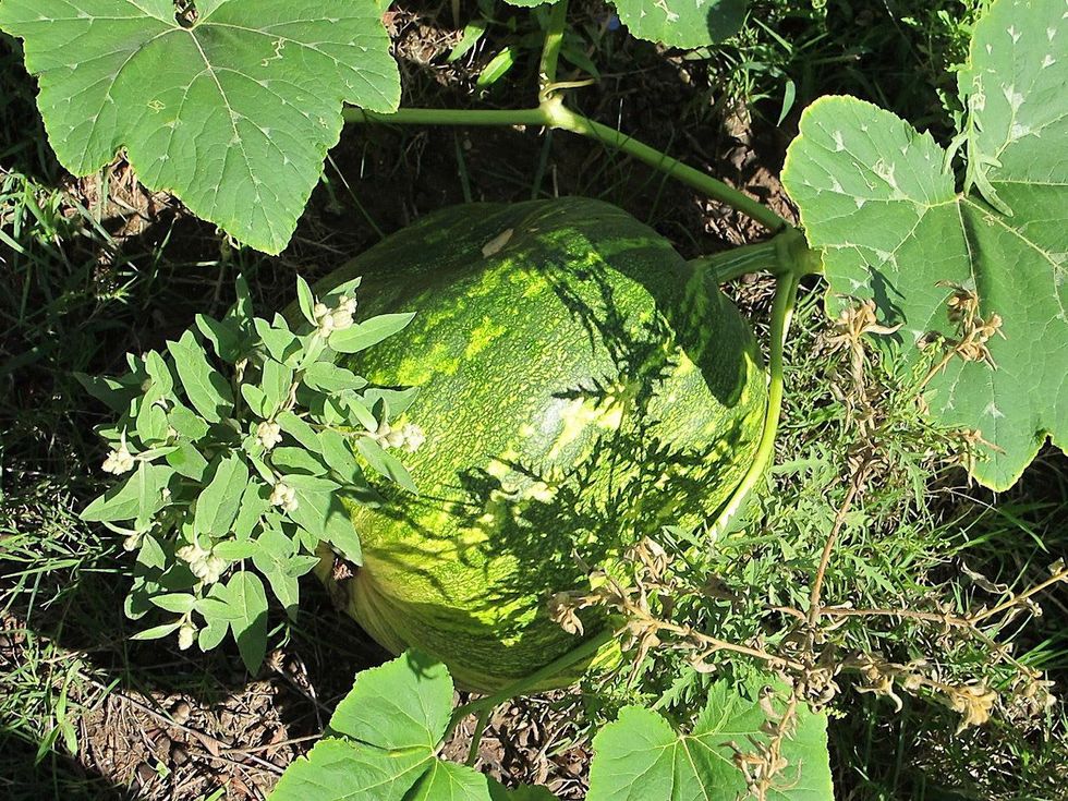 7 Katie Laughing Frog Farm October 2013 Upper Ground Sweet Potato squash