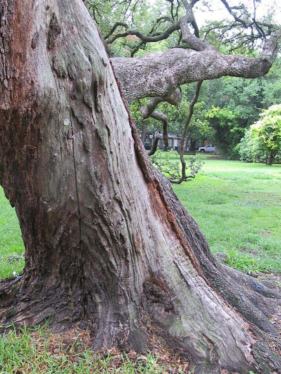 7 Katie live oak in Menil Park July 2013