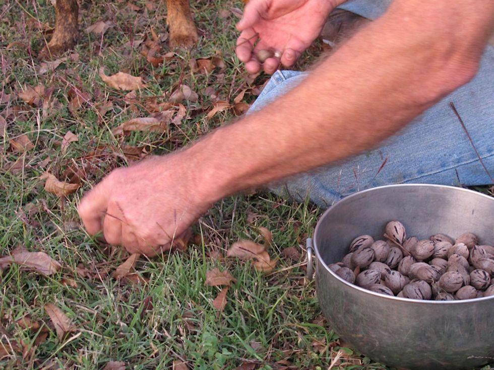 7 Katie on pecans November 2013 Easy pickin\u2019