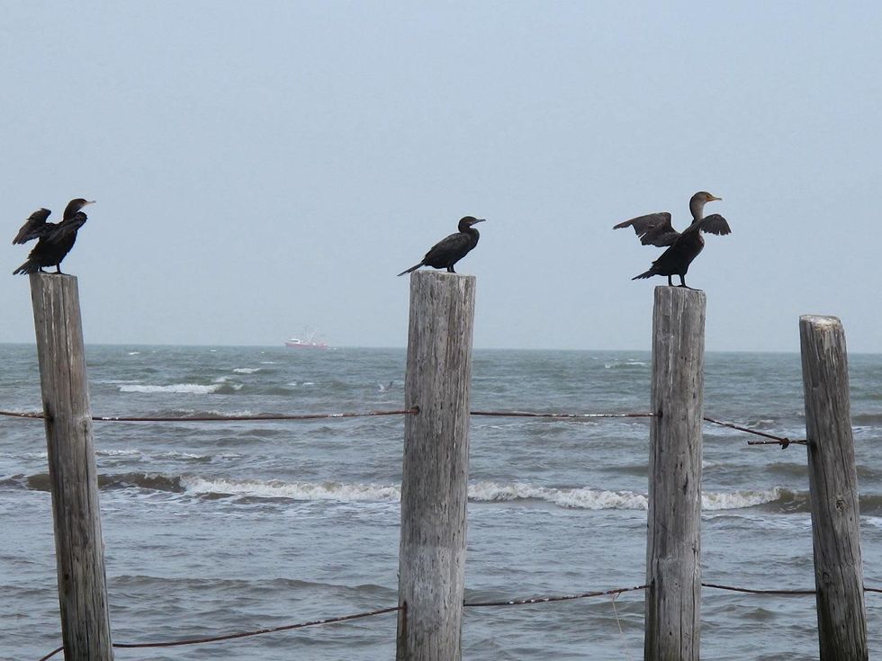 7 Katie Oxford Galveston birds and the oil spill April 2014 Bolivar Flats