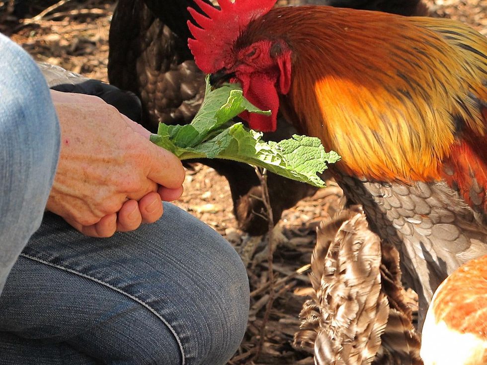 8 Katie Laughing Frog Farm October 2013 Kenan, Comfrey Leaf, and Mr. Blue. (Comfrey Leaf is the most nutritious food to anything.)