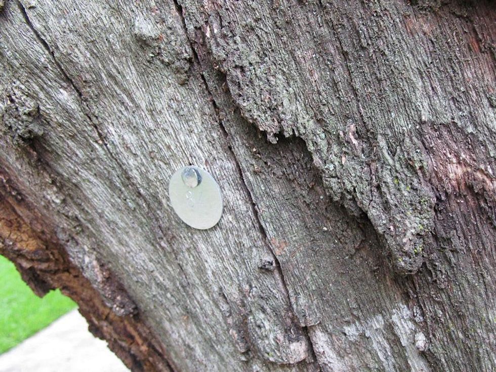 8 Katie live oak in Menil Park July 2013 Tag No. 84
