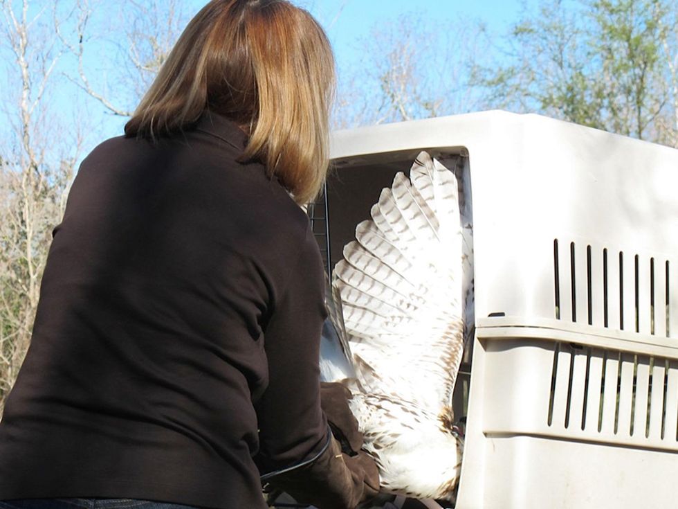 8 Katie Oxford Clear Creek Nature Center hawk release January 2014 Sharon reaching for first hawk