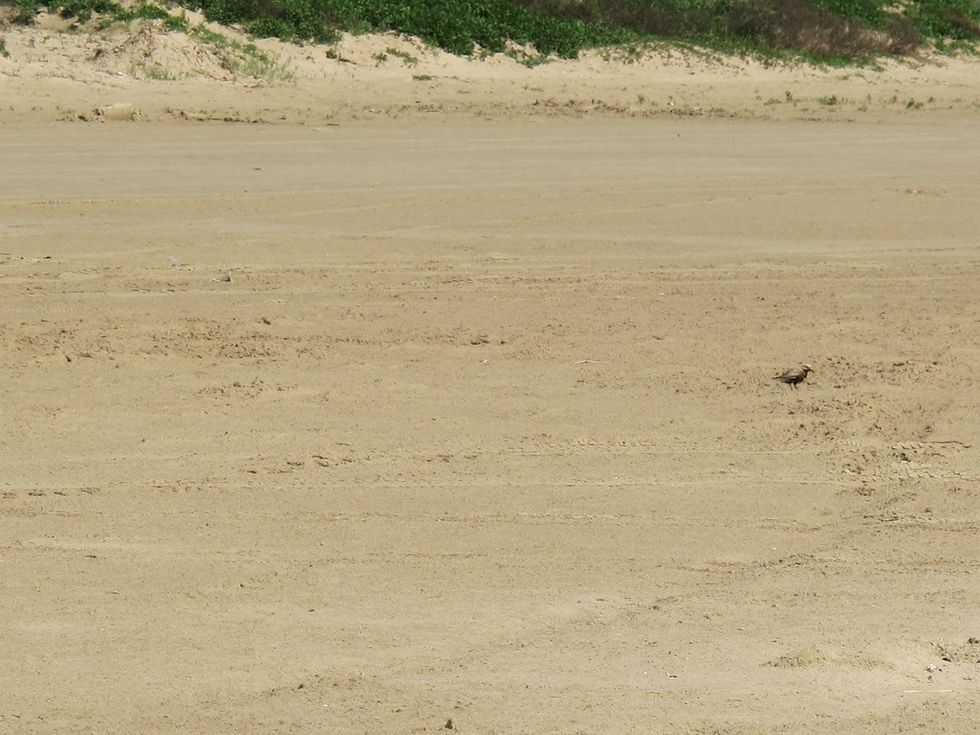 8. Katie Oxford Galveston oil spill March 2014 Oil slicked Sandpiper (maybe a Plover)