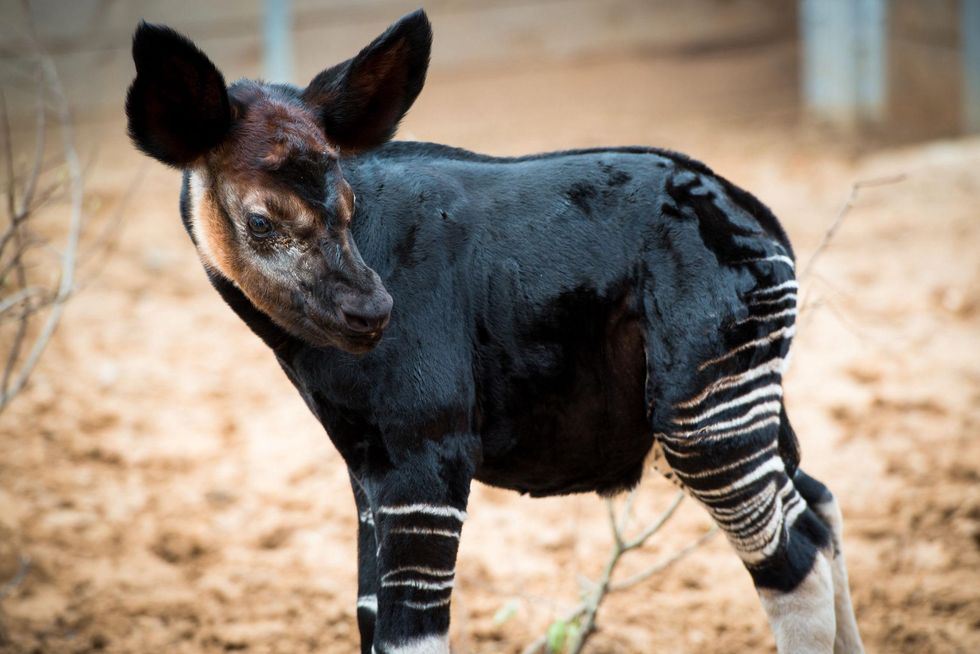 9 baby Okapi born at the Houston Zoo November 2014