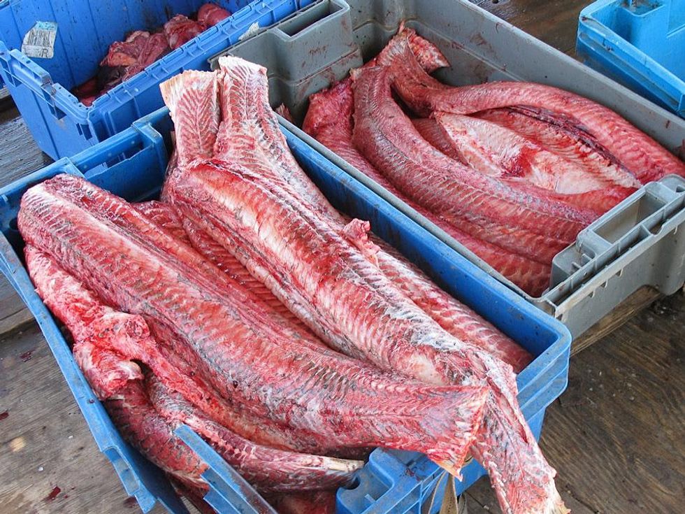 9 Katie Louisiana Revisited part 8 June 2013 Rickey Verrett Garfish dressed