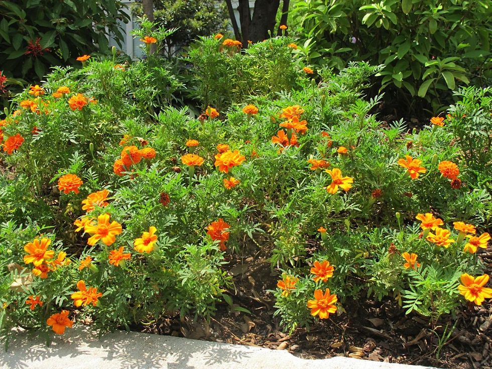 9. Katie Oxford Willem Kegge garden August 2014 Marigolds