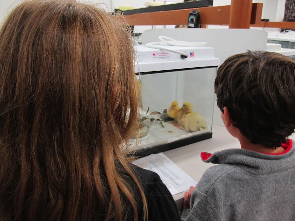 9. Muscovy Ducklings that will eventually be returned to the wild.Katie Oxford Wildlife Center of Texas December 2014