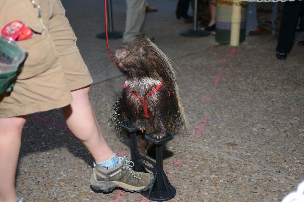 92 African crested porcupine, Rocco at the Houston Zoo Asante Society dinner April 2014