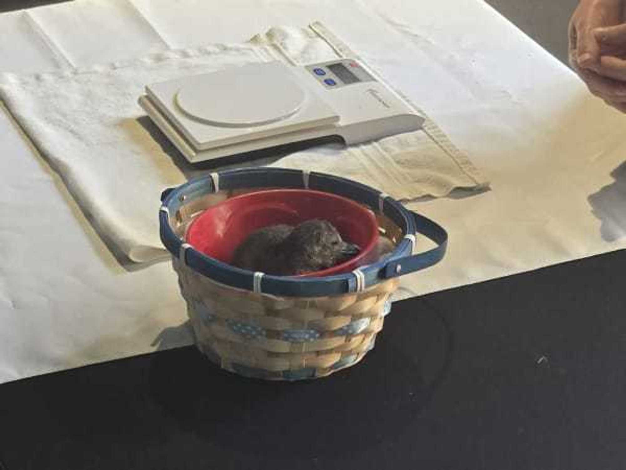 A Humboldt penguin chick in an Easter Basket at Moody Gardens