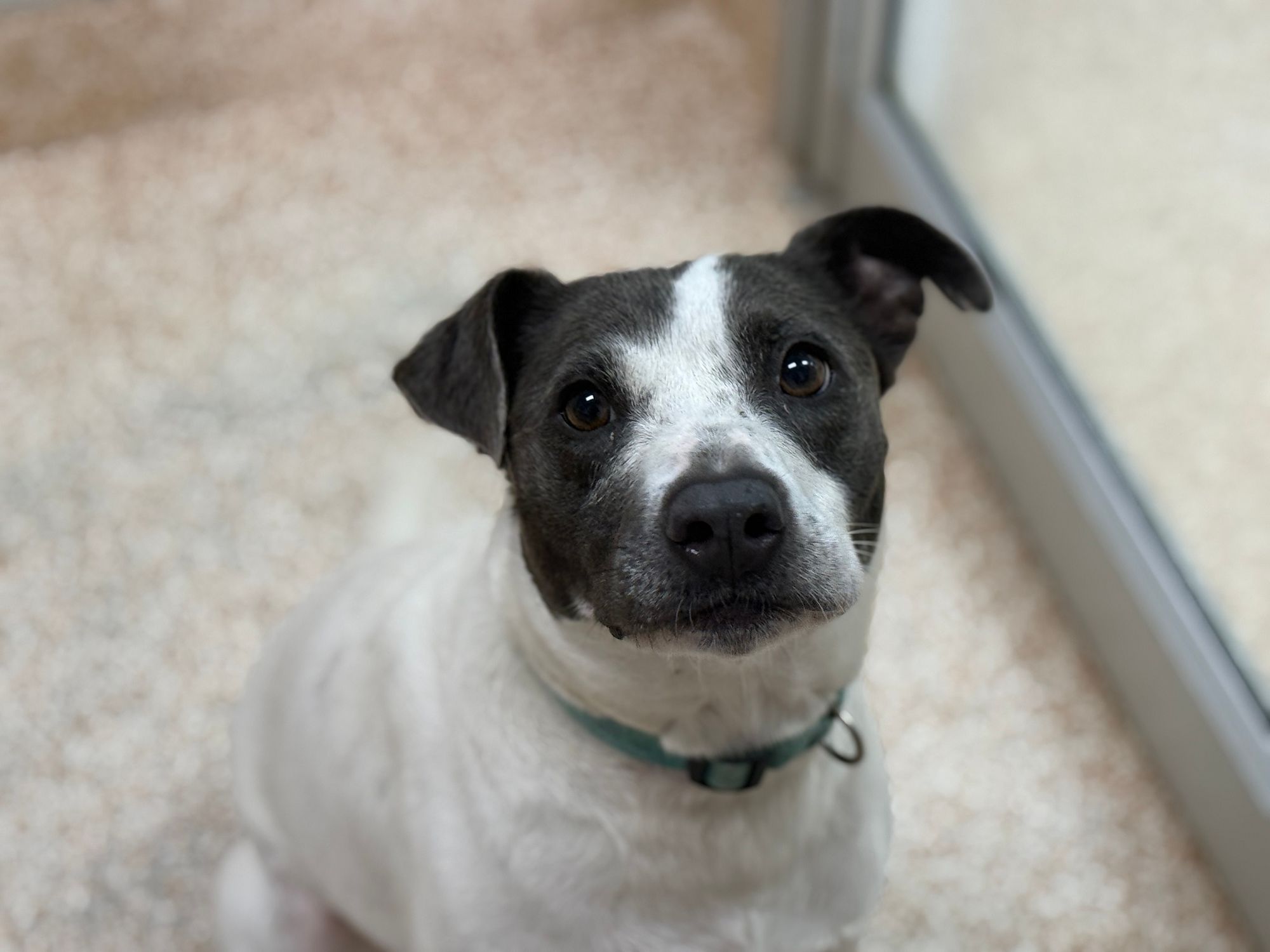 A mixed breed dog looks up at the camera at a Houston Humane Society facility.