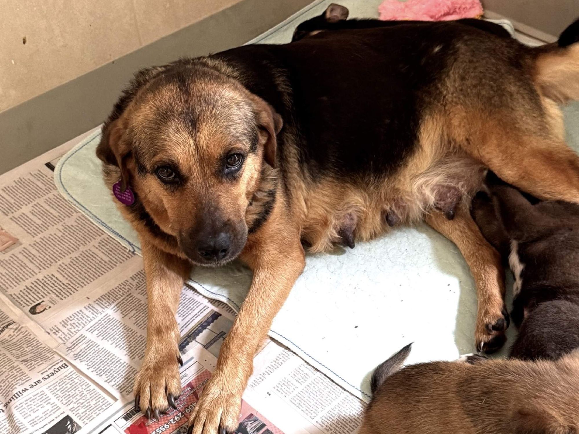 A nursing mutt dog poses on newspapers with her puppies.