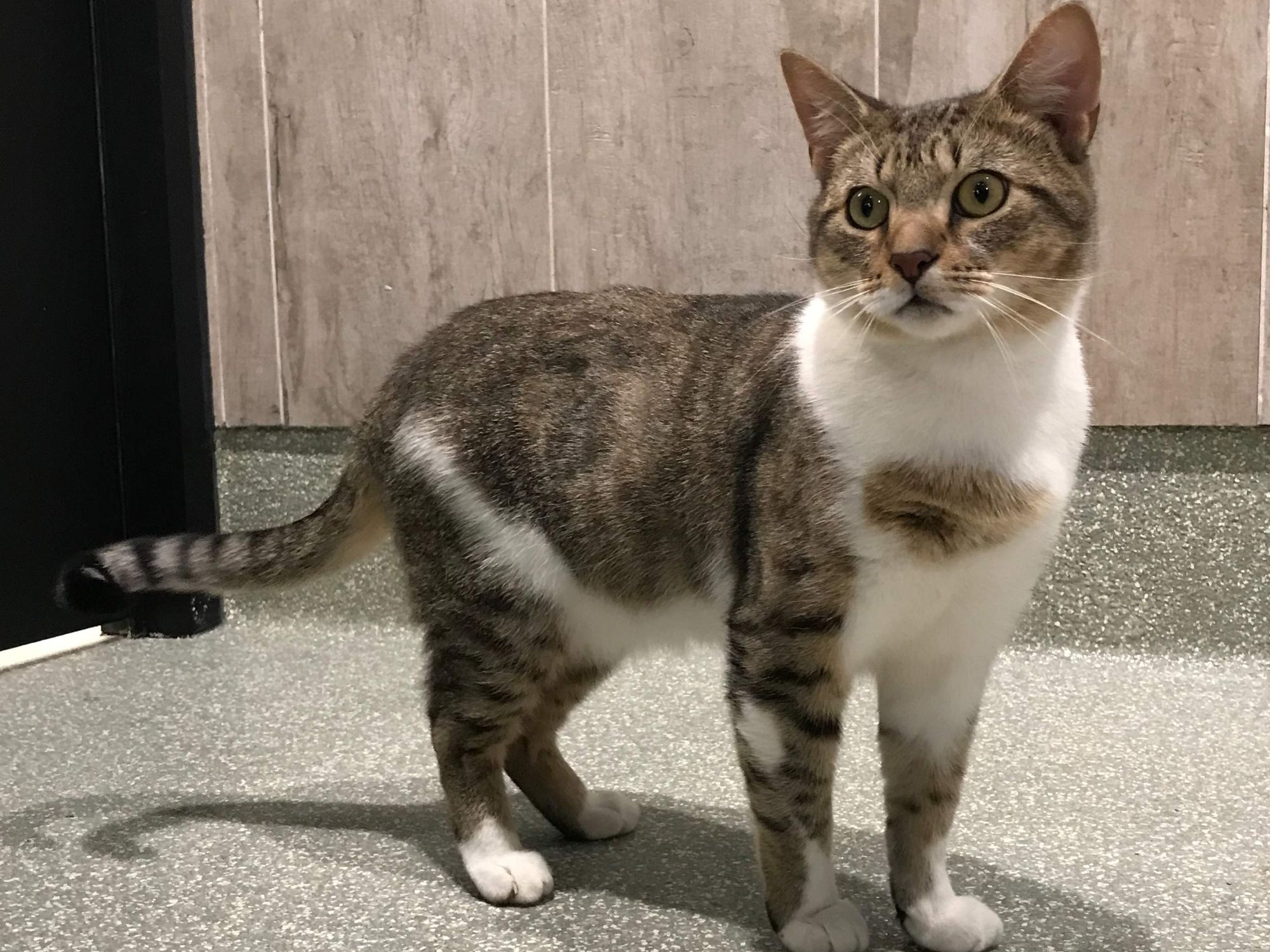 Adoptable cat Duncan