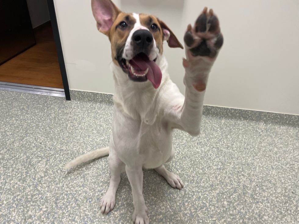 Adoptable dog Andrea