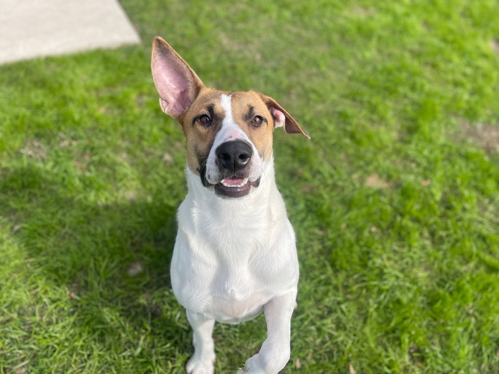 Adoptable dog Andrea