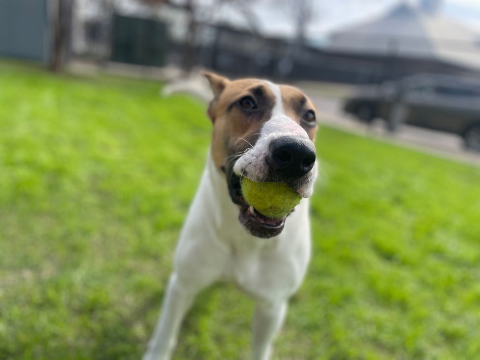 Adoptable dog Andrea