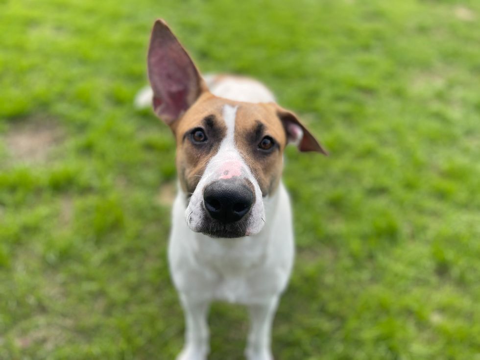 Adoptable dog Andrea