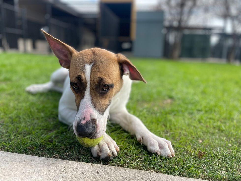 Adoptable dog Andrea