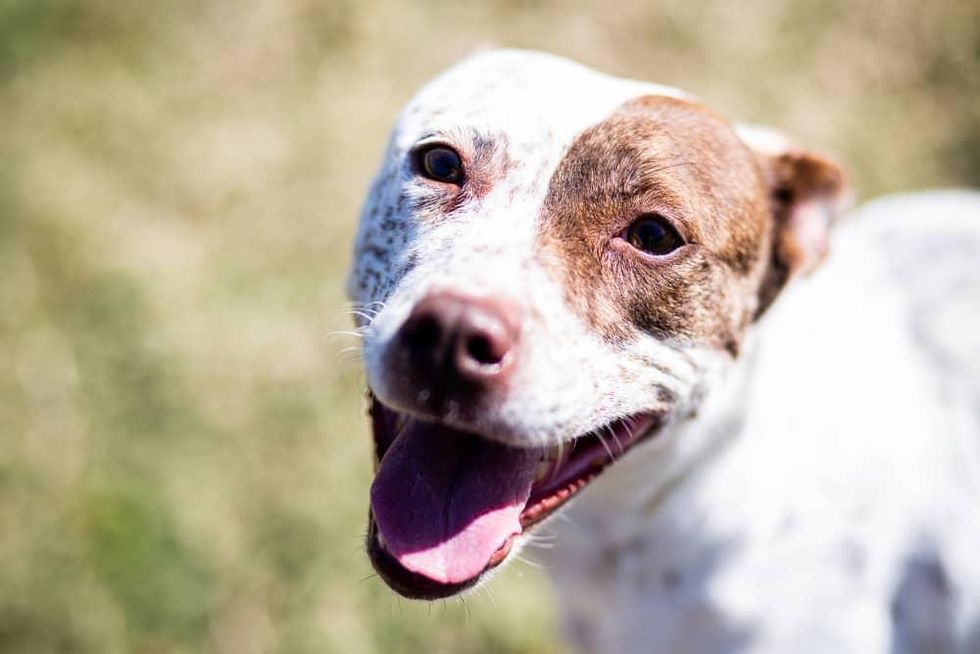 Adoptable dog Beatrice