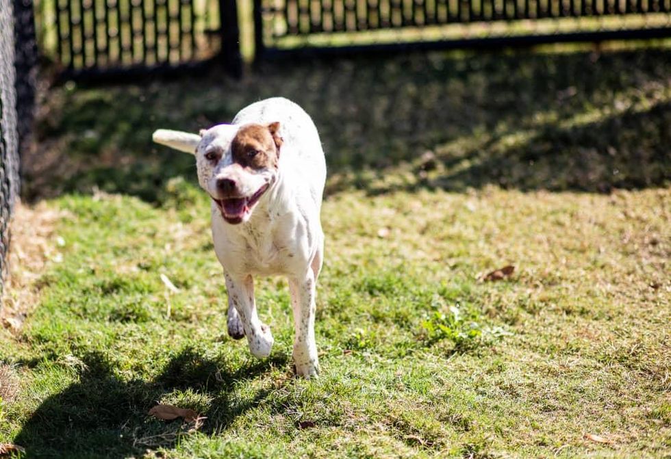 Adoptable dog Beatrice