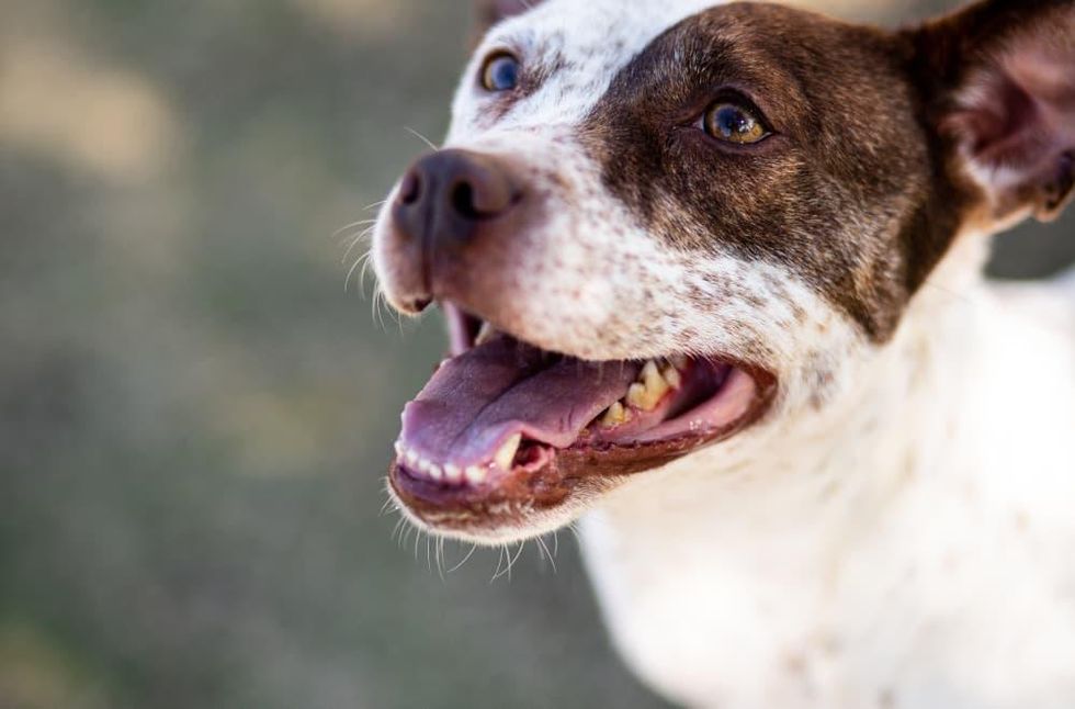 Adoptable dog Beatrice