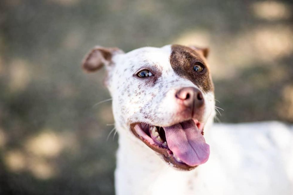 Adoptable dog Beatrice