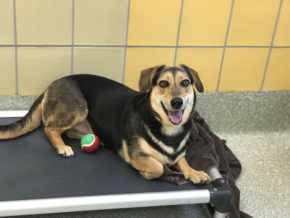 Adoptable dog Celeste