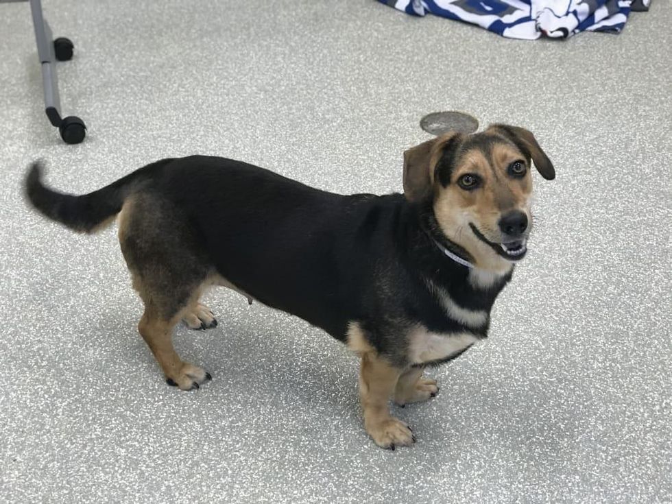 Adoptable dog Celeste