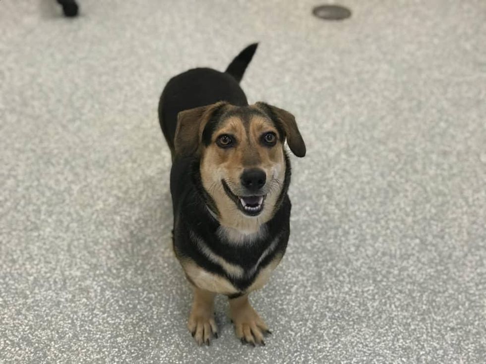 Adoptable dog Celeste