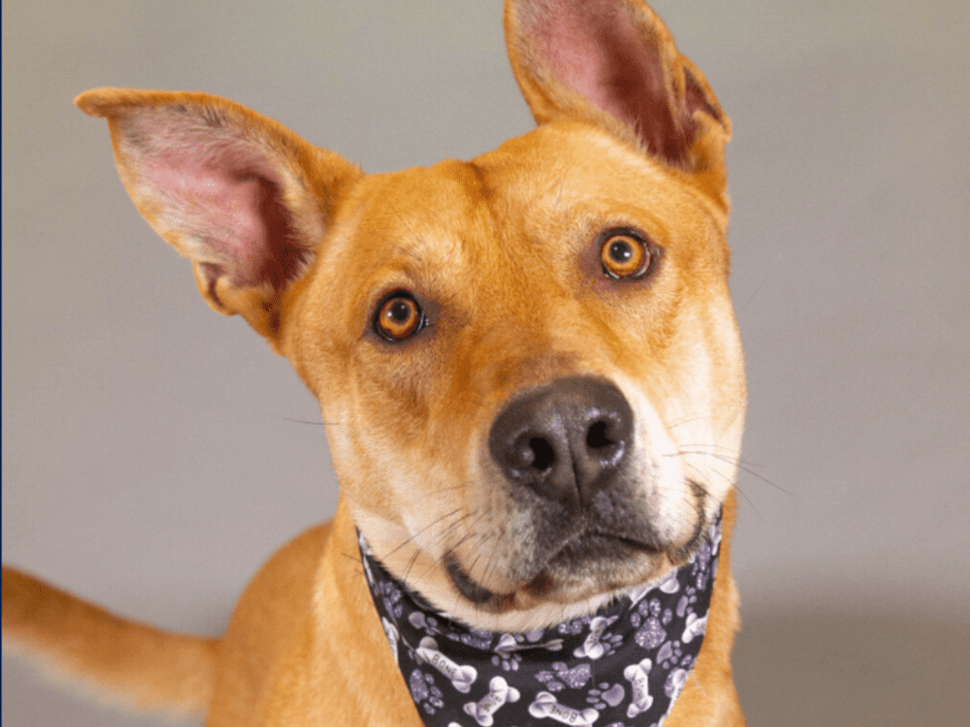 Adoptable dog Chester