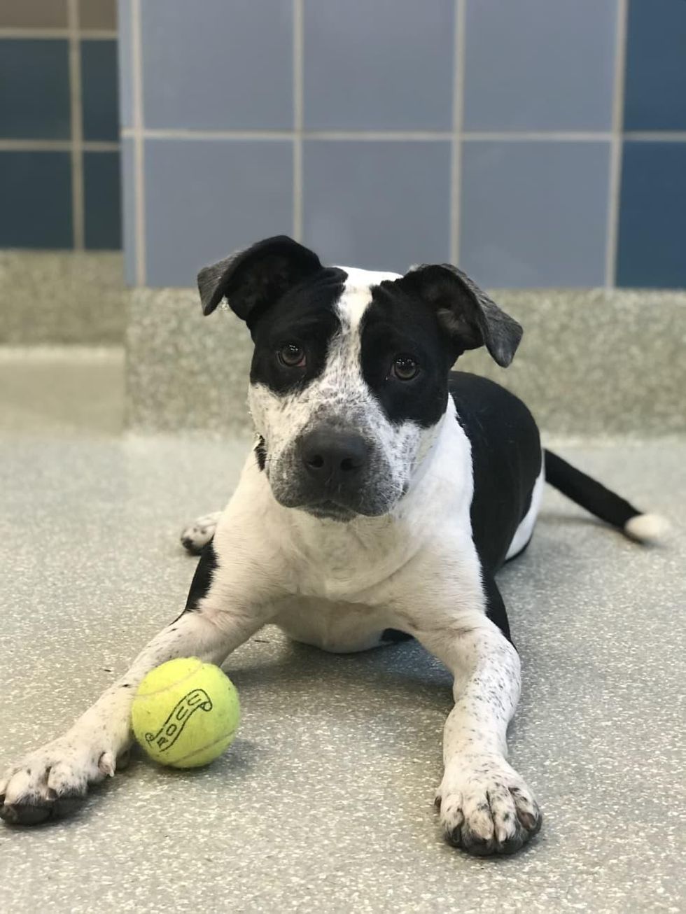 Adoptable dog Cosmo