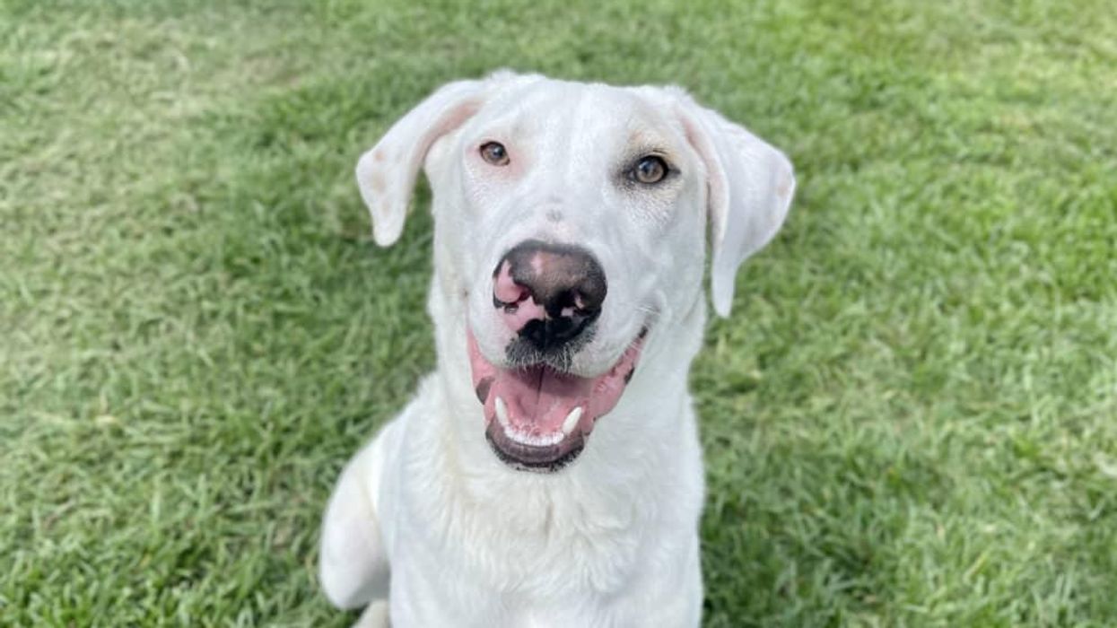 Adoptable dog Erastus